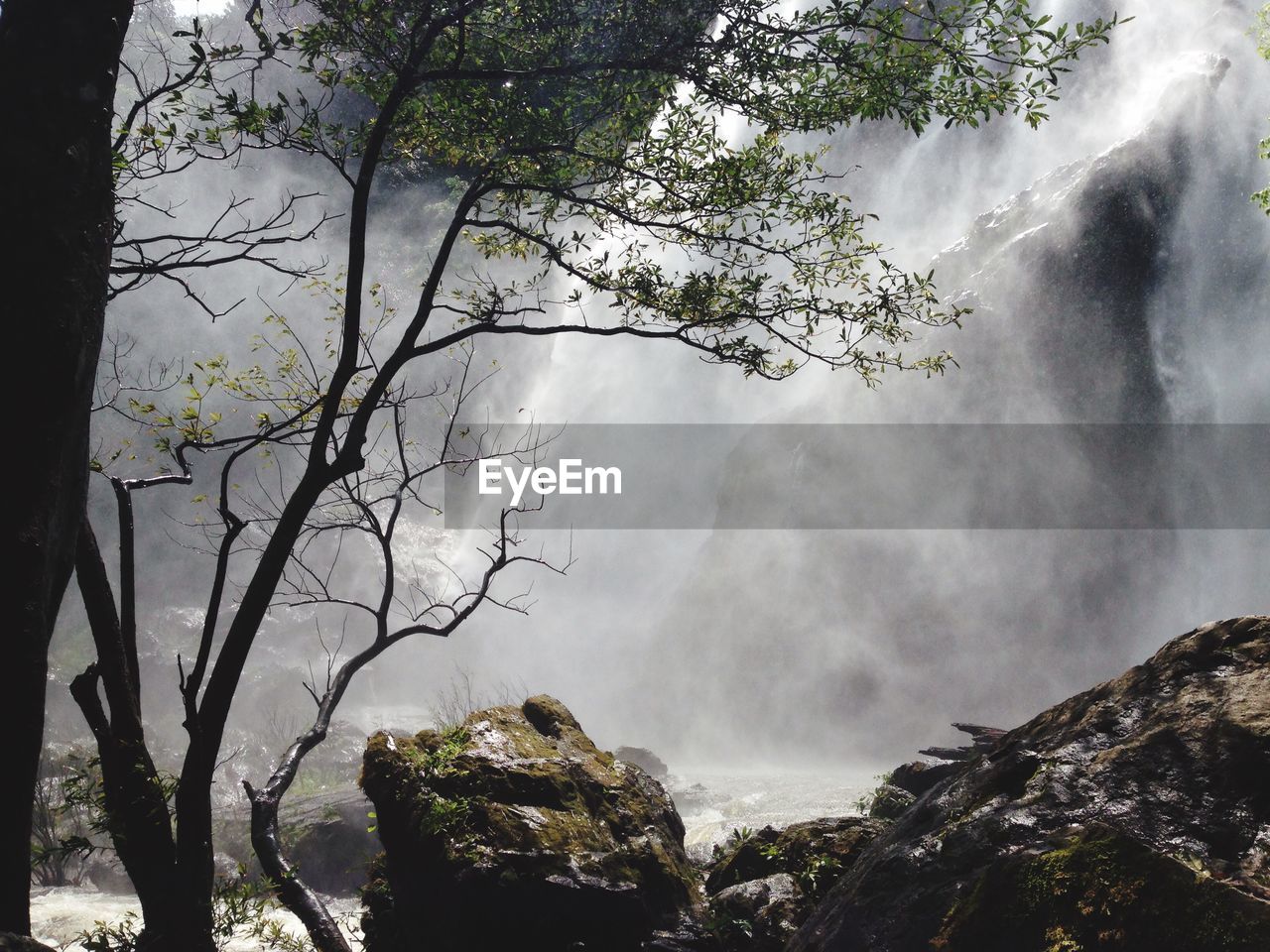 PANORAMIC VIEW OF TREES AND FOREST