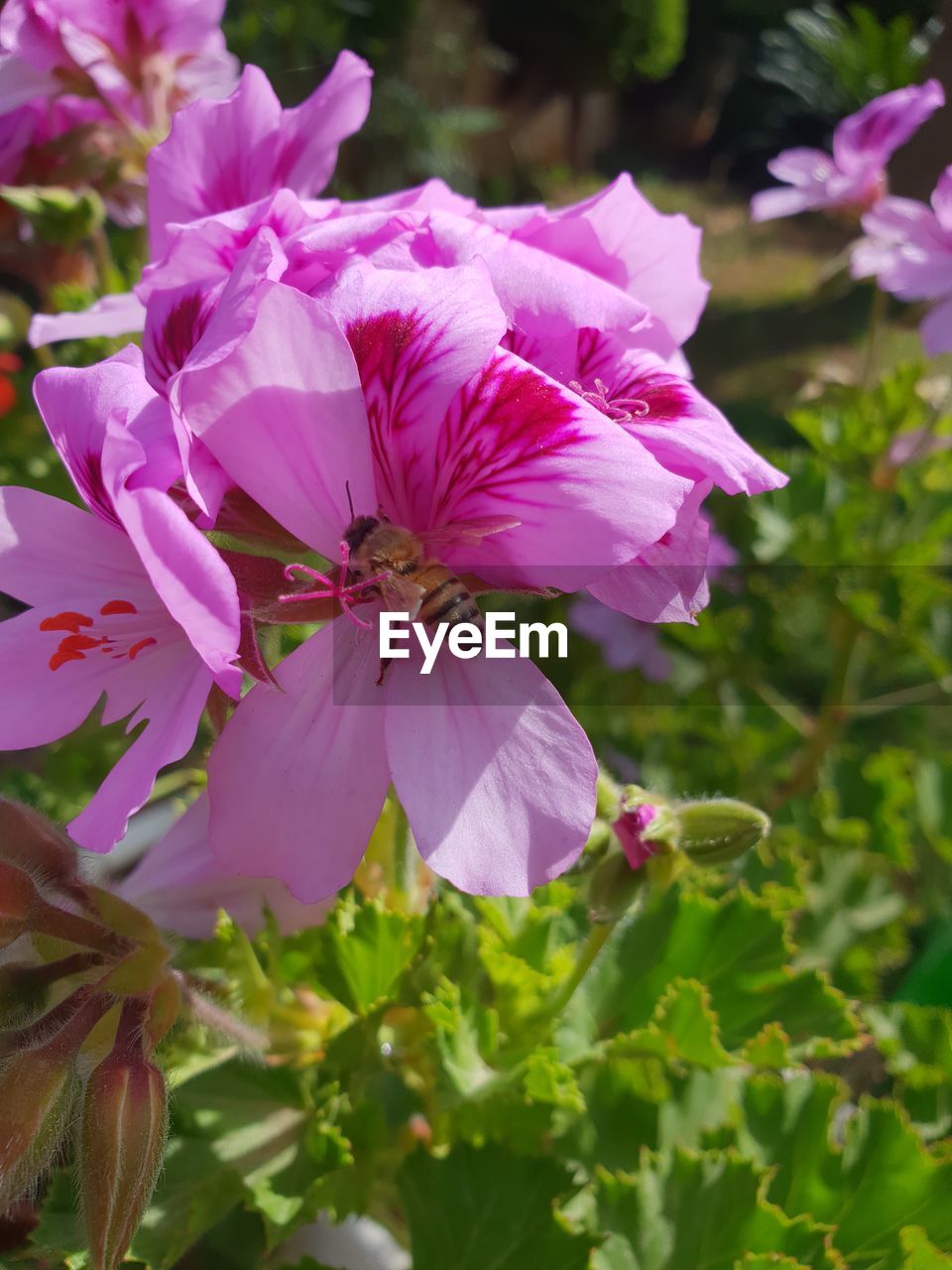 CLOSE-UP OF PINK ROSE FLOWERING PLANTS