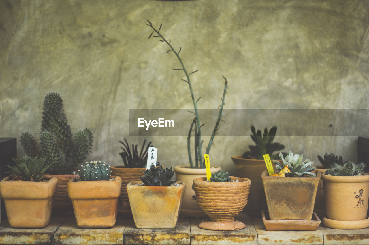 Close-up of potted plants against wall
