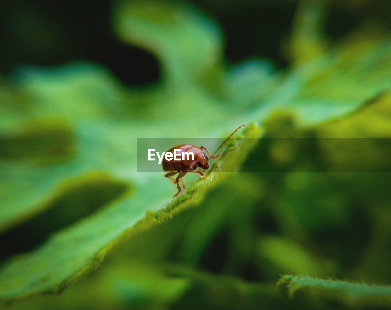 Close-up of insect on leaf