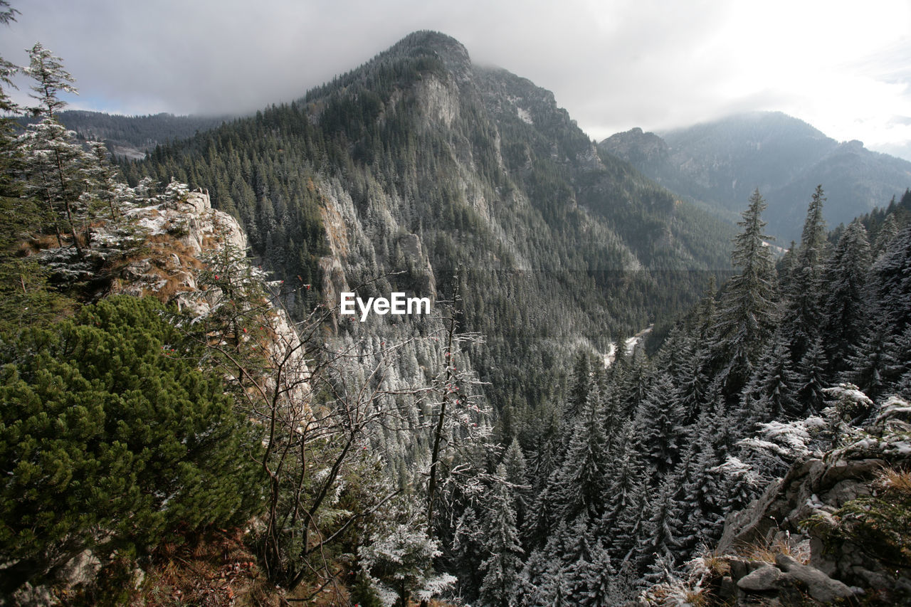 LOW ANGLE VIEW OF TREES ON MOUNTAIN