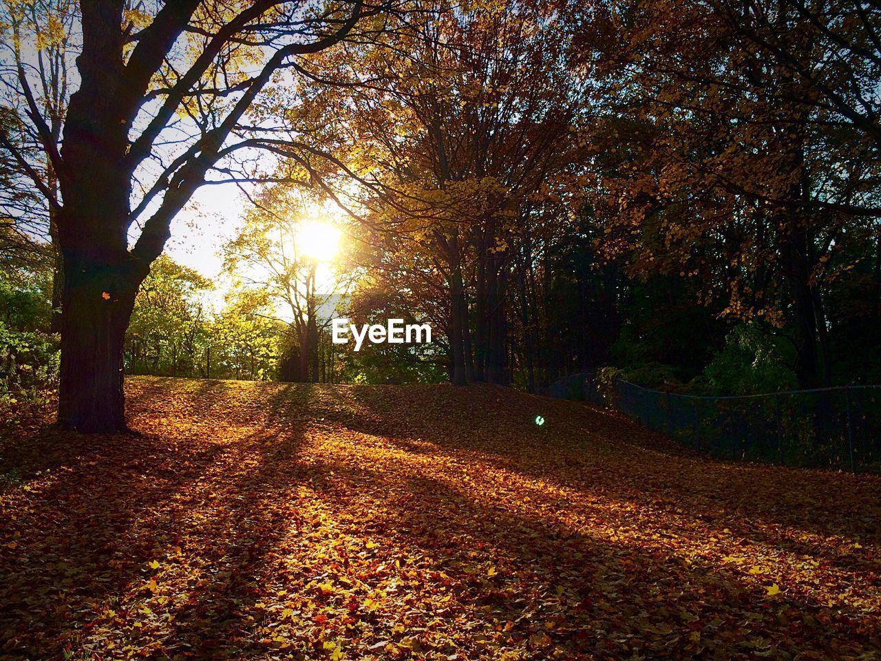 Sun seen through autumn trees