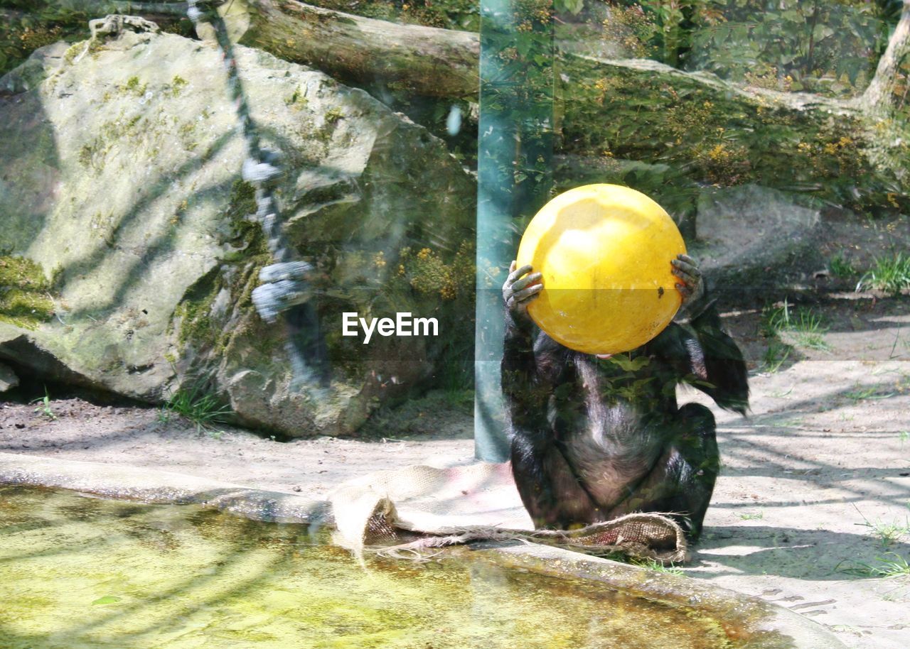 Monkey holding yellow ball in zoo