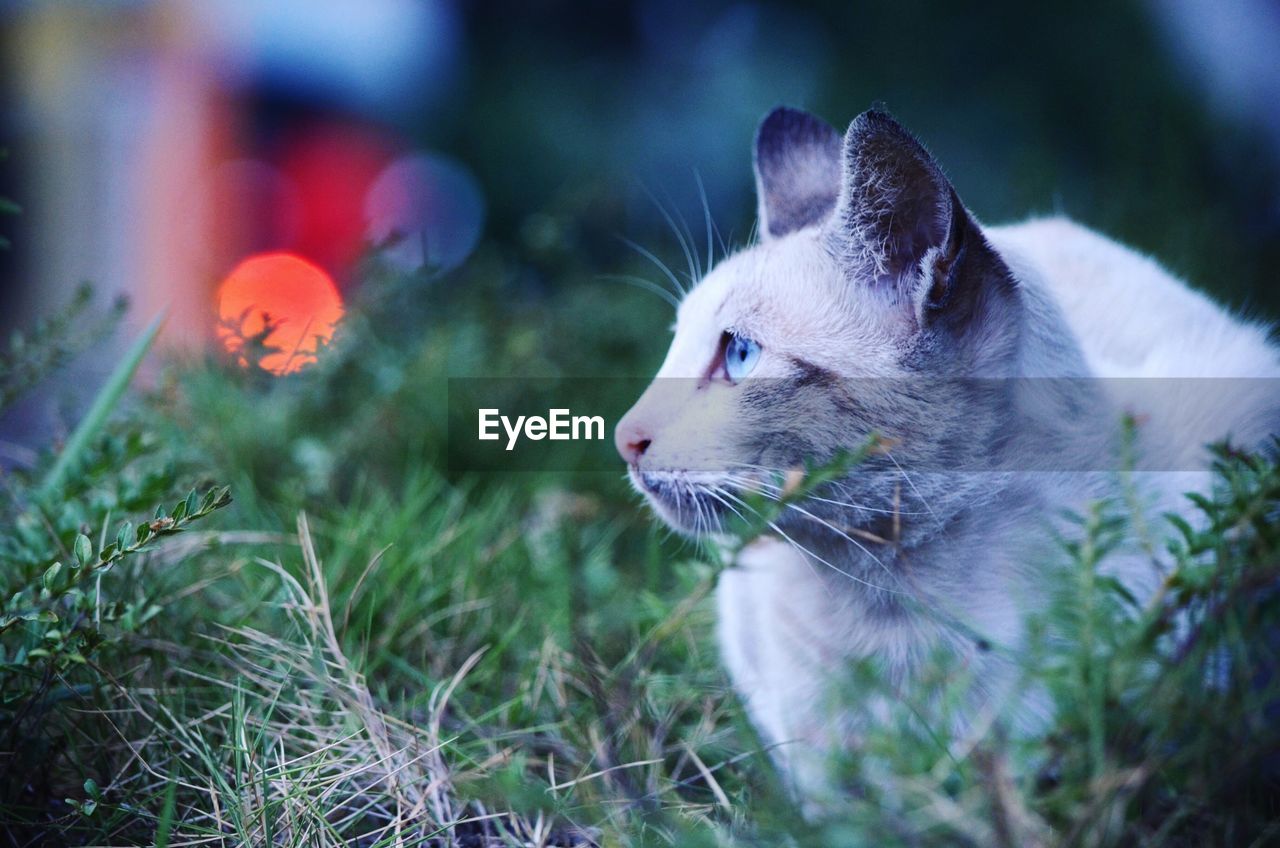 Close-up of cat sitting on grassy field