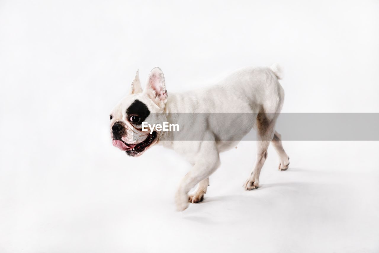 Dog against white background