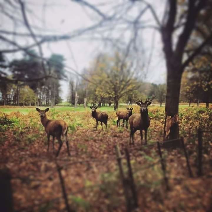 DEER ON FIELD AMIDST TREES