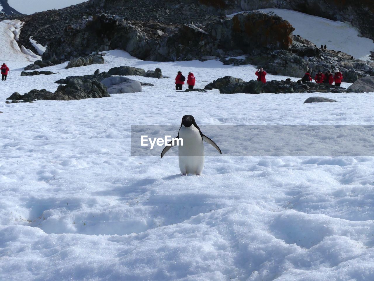 Chinstrap penguin in the wild