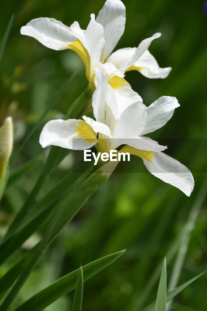 plant, flower, flowering plant, beauty in nature, freshness, petal, close-up, nature, white, fragility, growth, flower head, inflorescence, focus on foreground, no people, iris, springtime, outdoors, green, botany, blossom, yellow