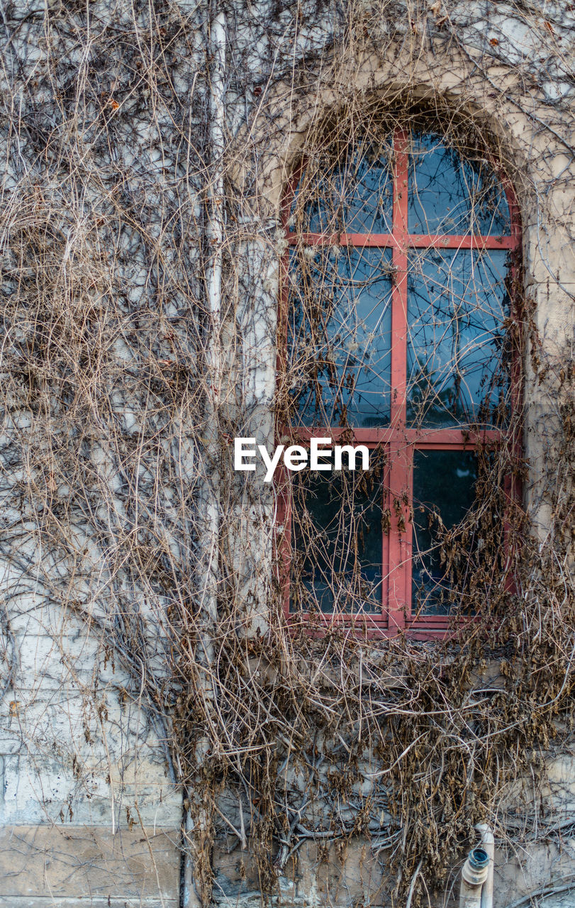 Low angle view of window amidst dry ivy plants