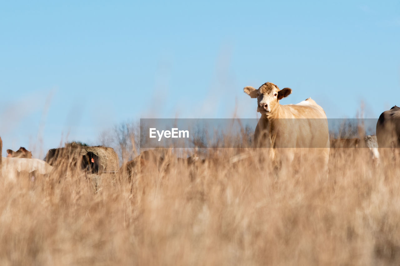 Low angle view of  beef cow in distance as viewed through tall brown dead grass in the foreground.
