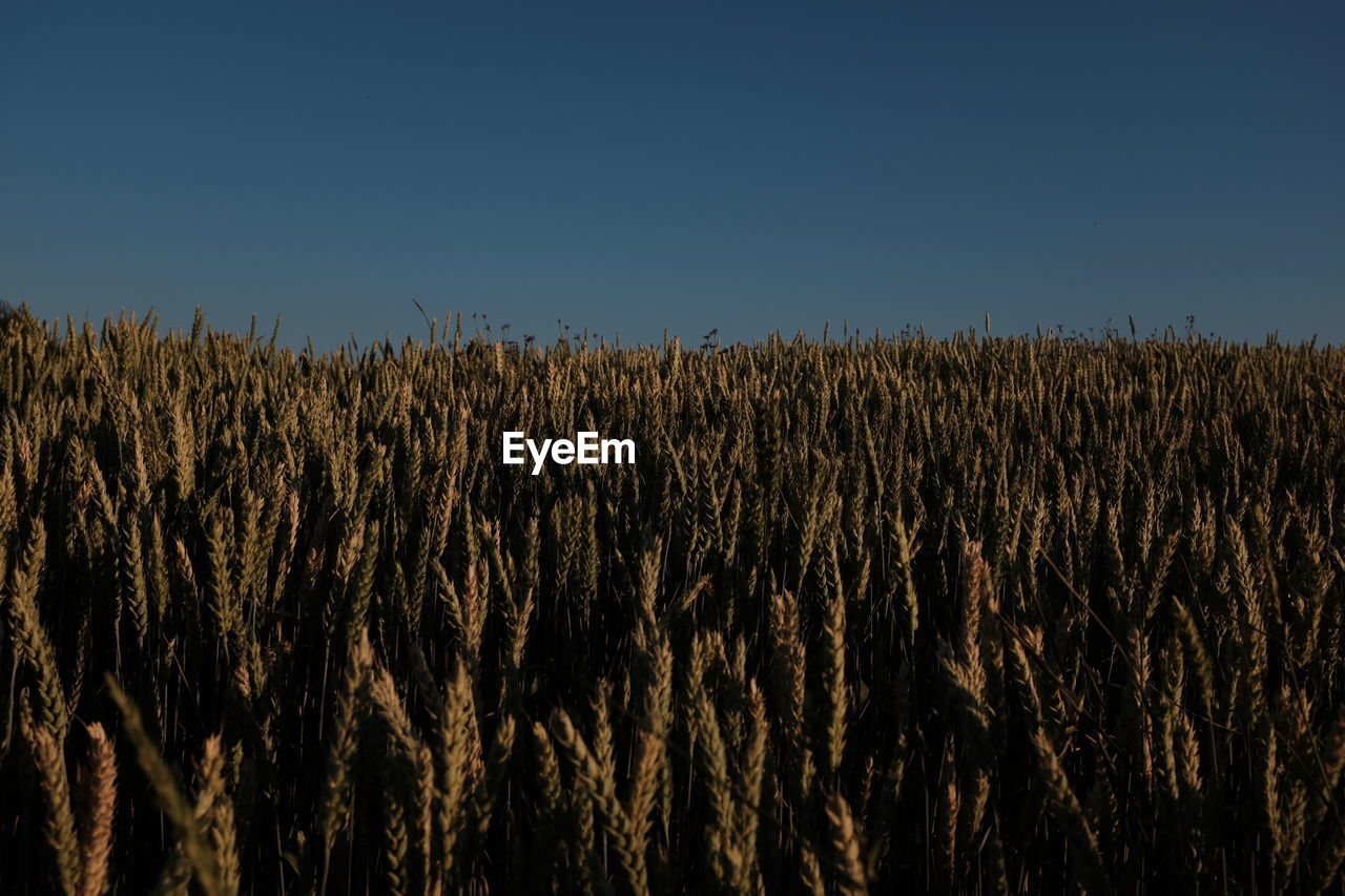 Scenic view of field against clear sky