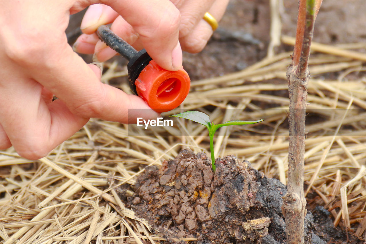 Plants drip irrigation system and soil drip with plant saplings.