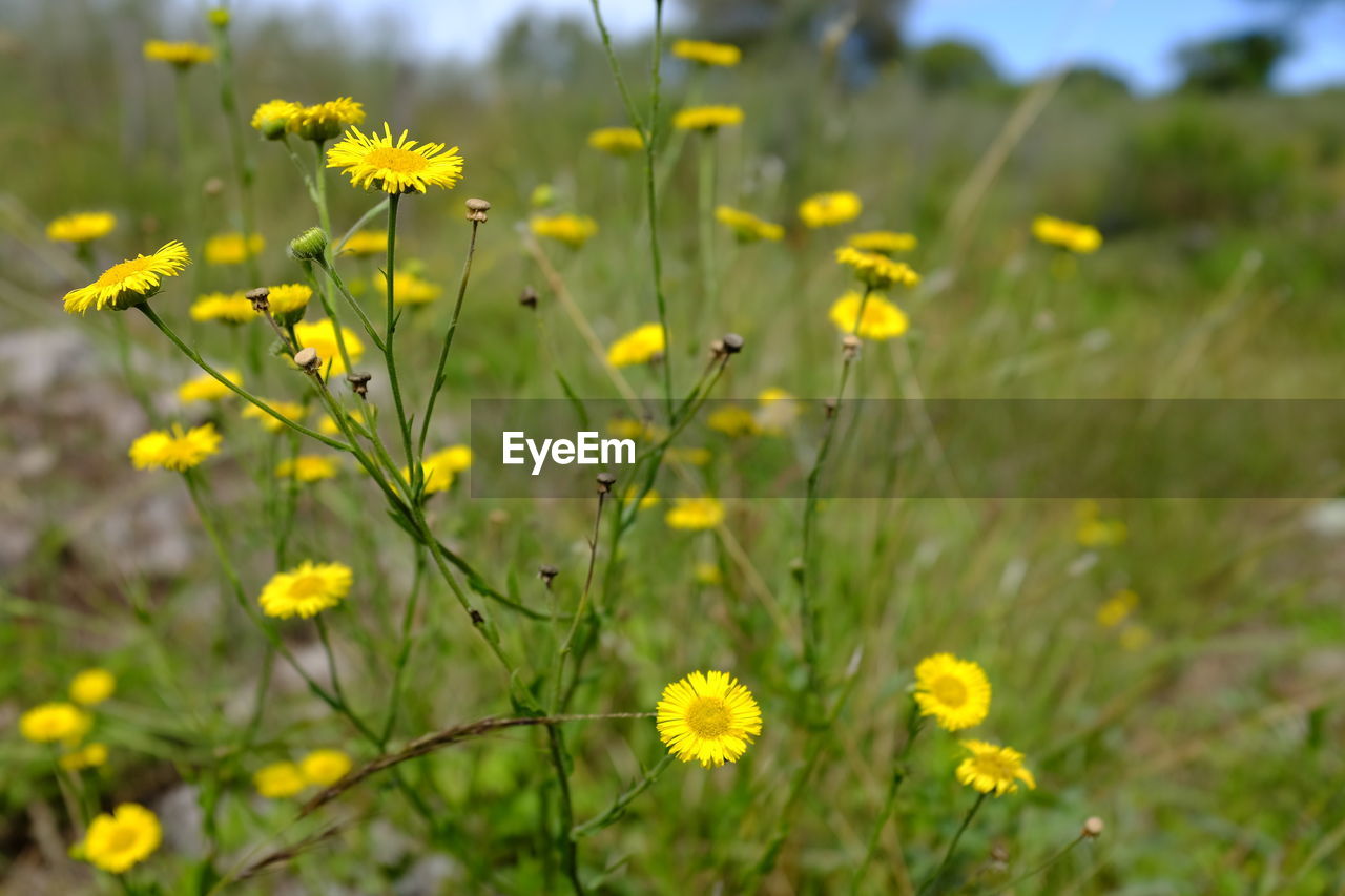 Close-up of yellow flowering plants on field