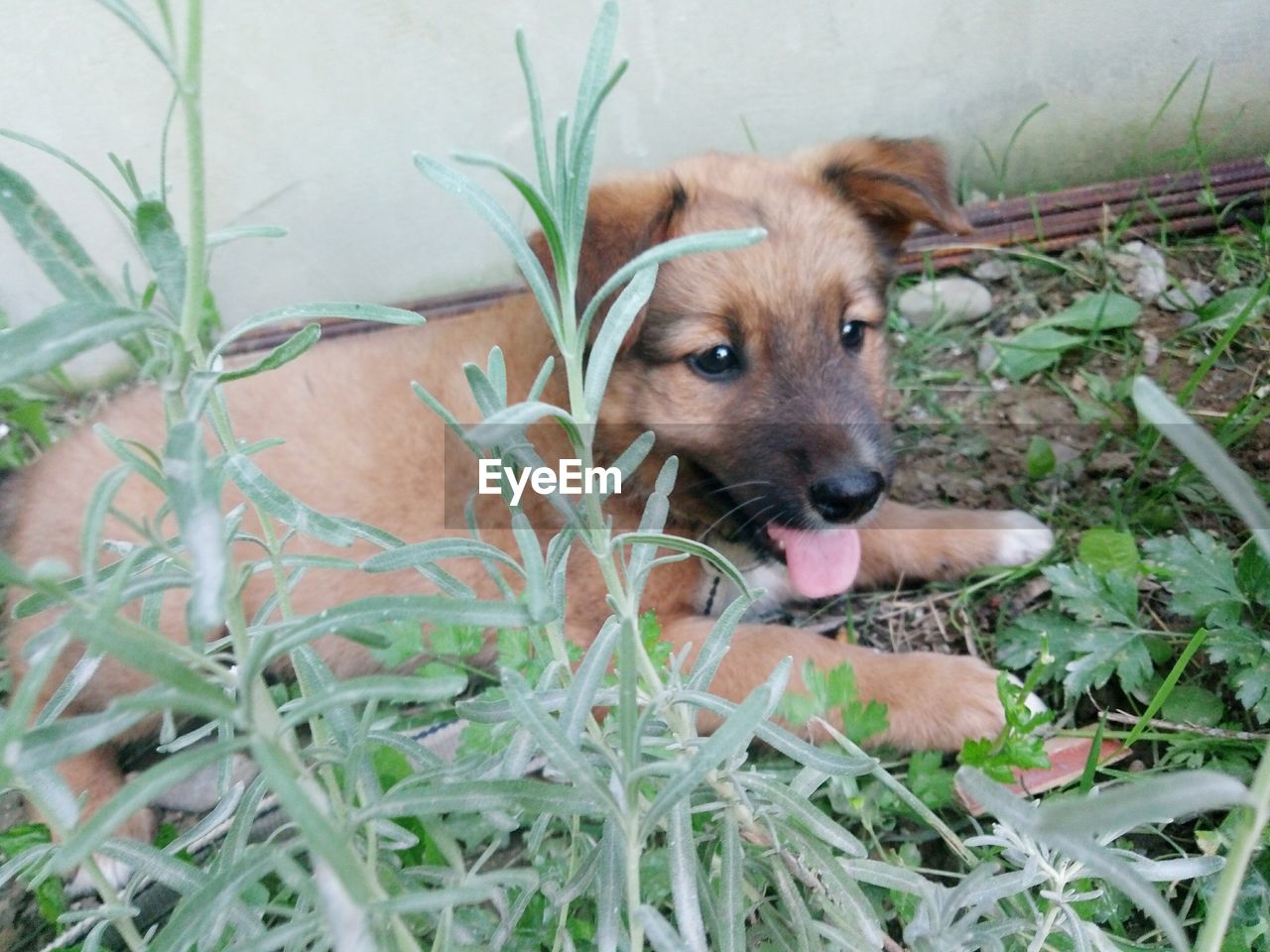 PORTRAIT OF A PUPPY