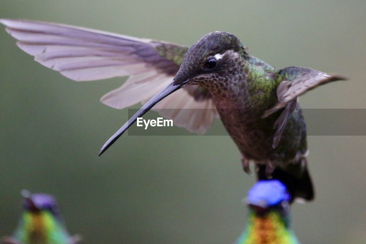 CLOSE-UP OF BIRD FLYING OVER WATER