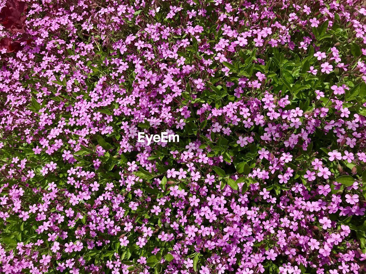  worthy perennial with hundreds of flowers during summer