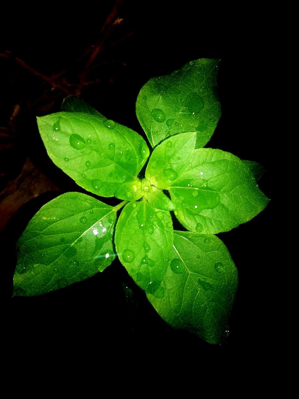 CLOSE-UP OF WATER DROPS ON LEAVES