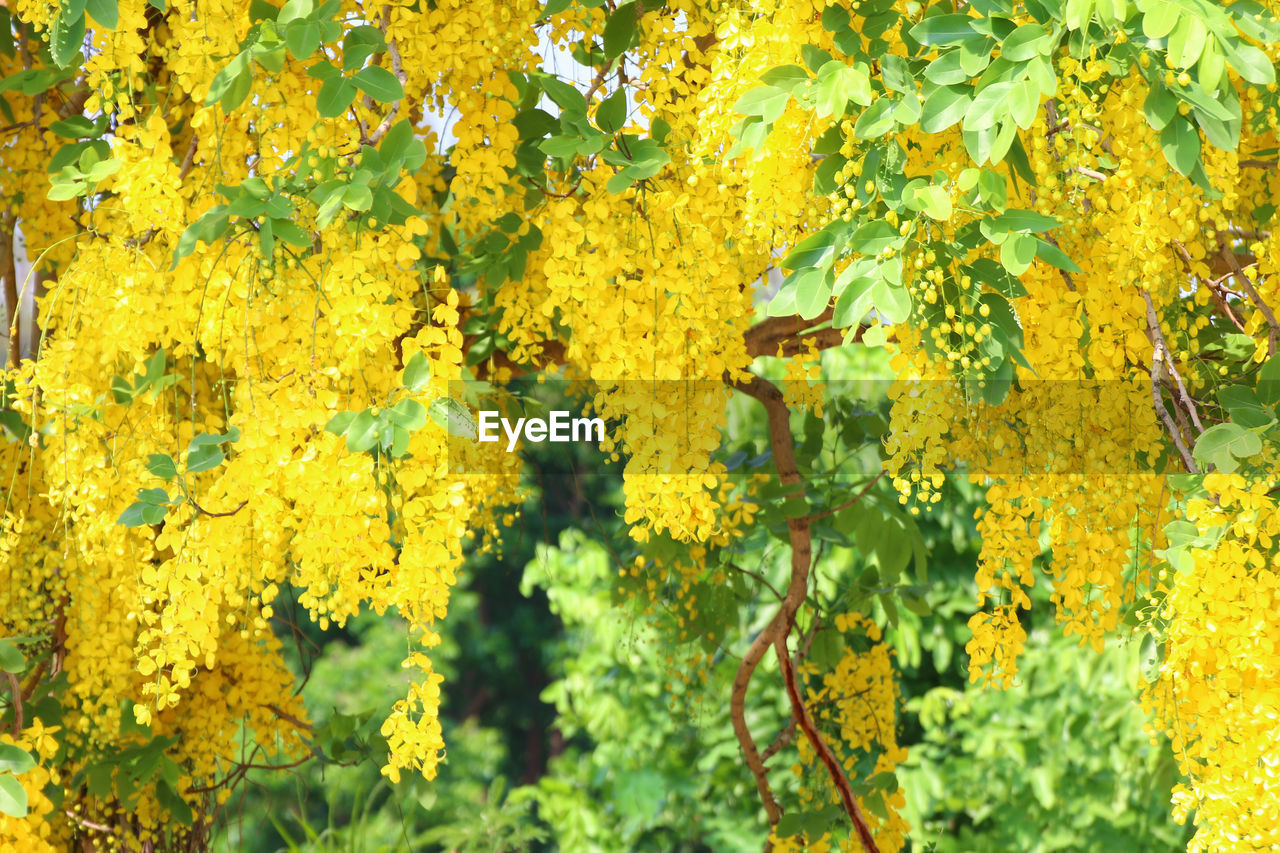 FULL FRAME SHOT OF YELLOW FLOWERING PLANT