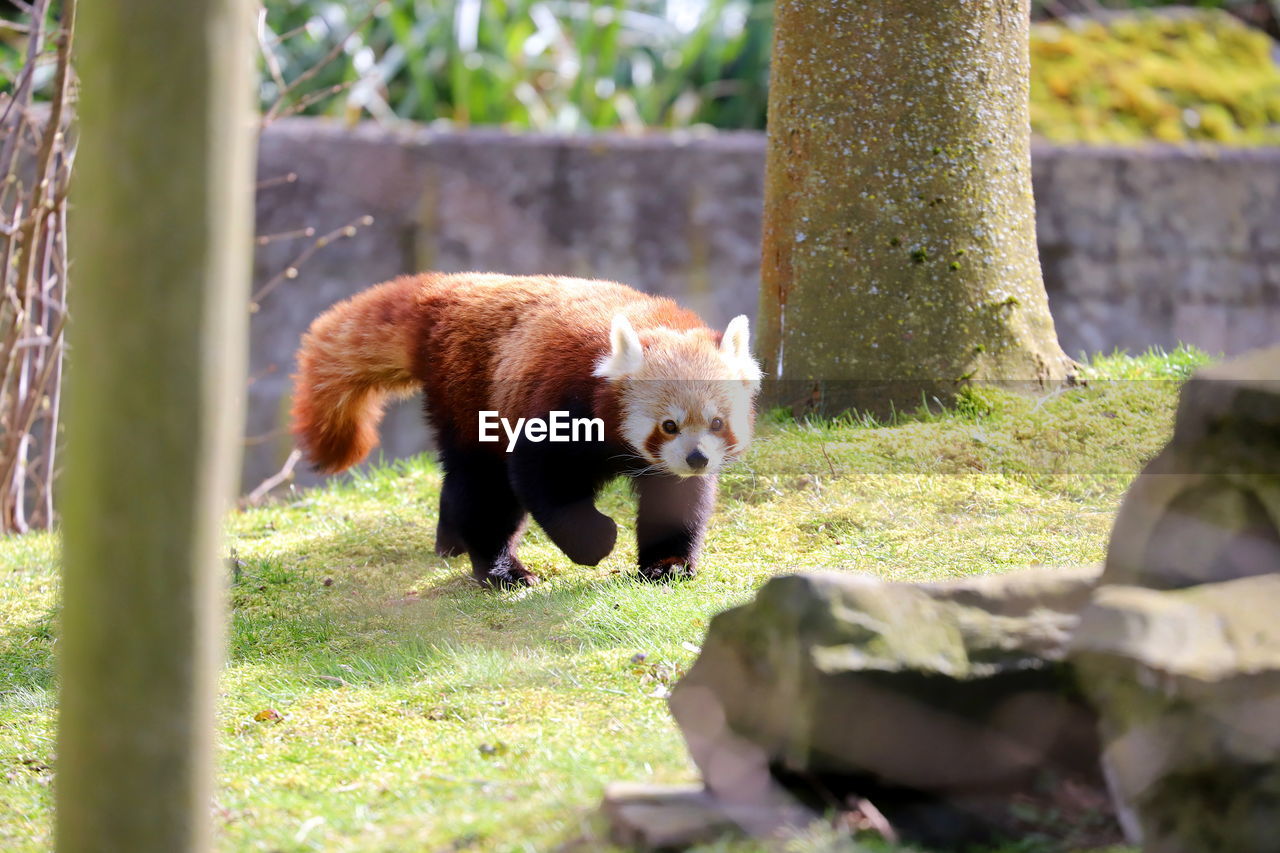 Redpanda walking in a park