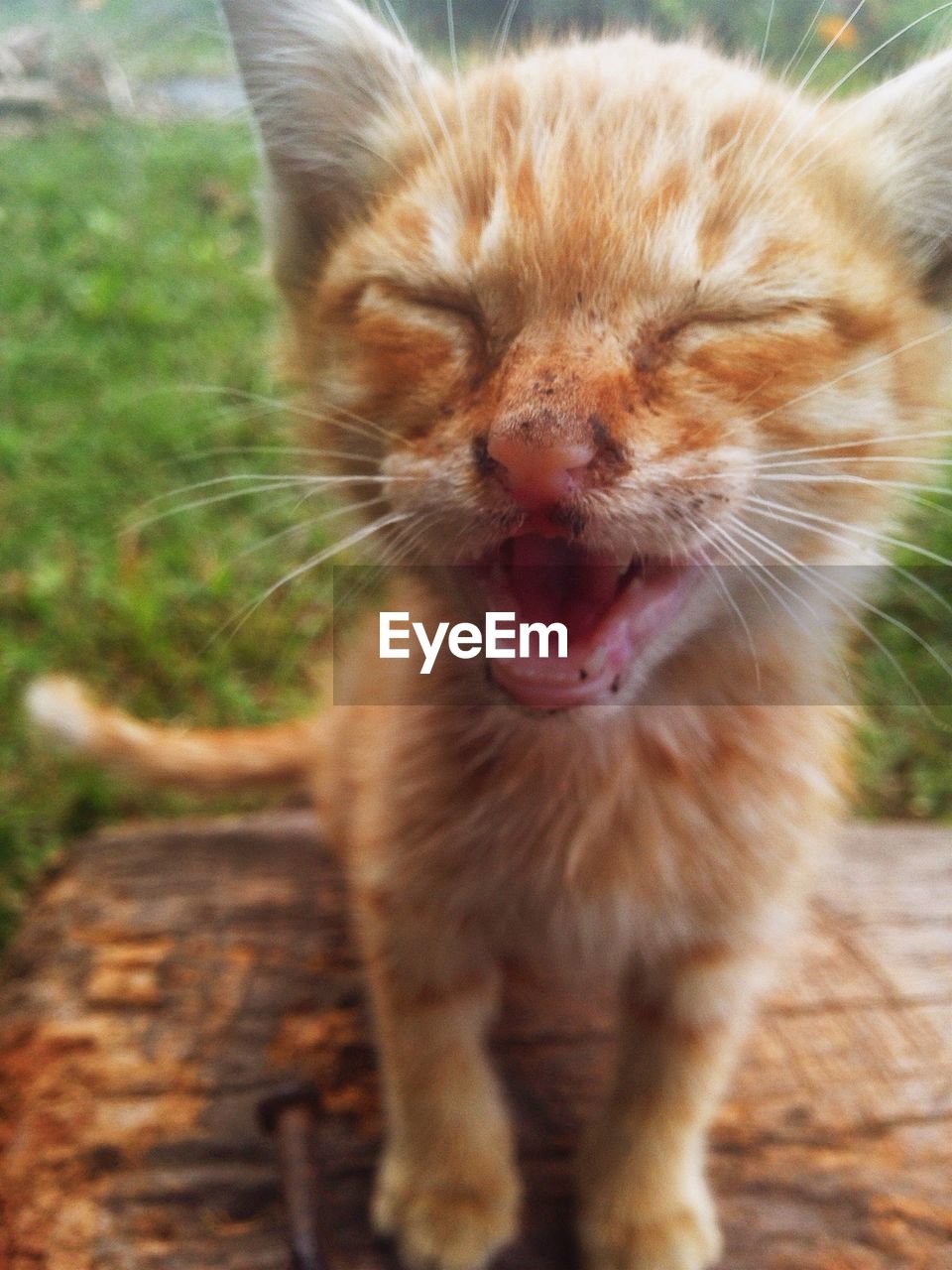 Close-up of kitten with open mouth standing in backyard