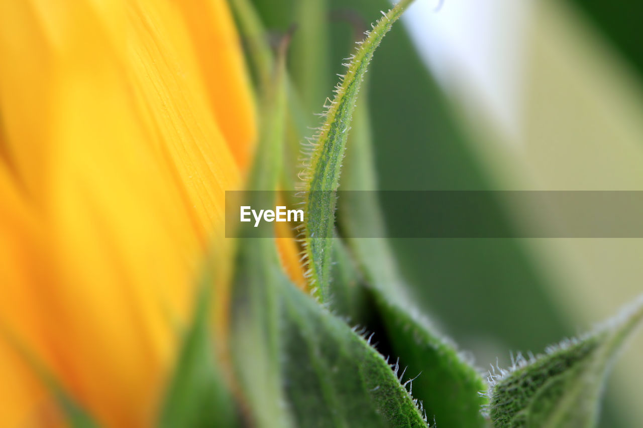 Extreme close-up of yellow flower