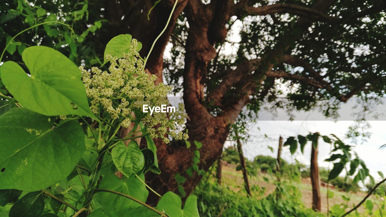 LOW ANGLE VIEW OF TREE BRANCHES