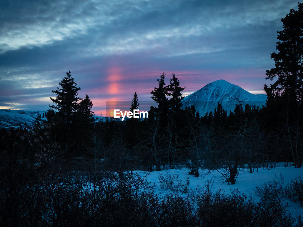 Trees on snow covered landscape against sky during sunset