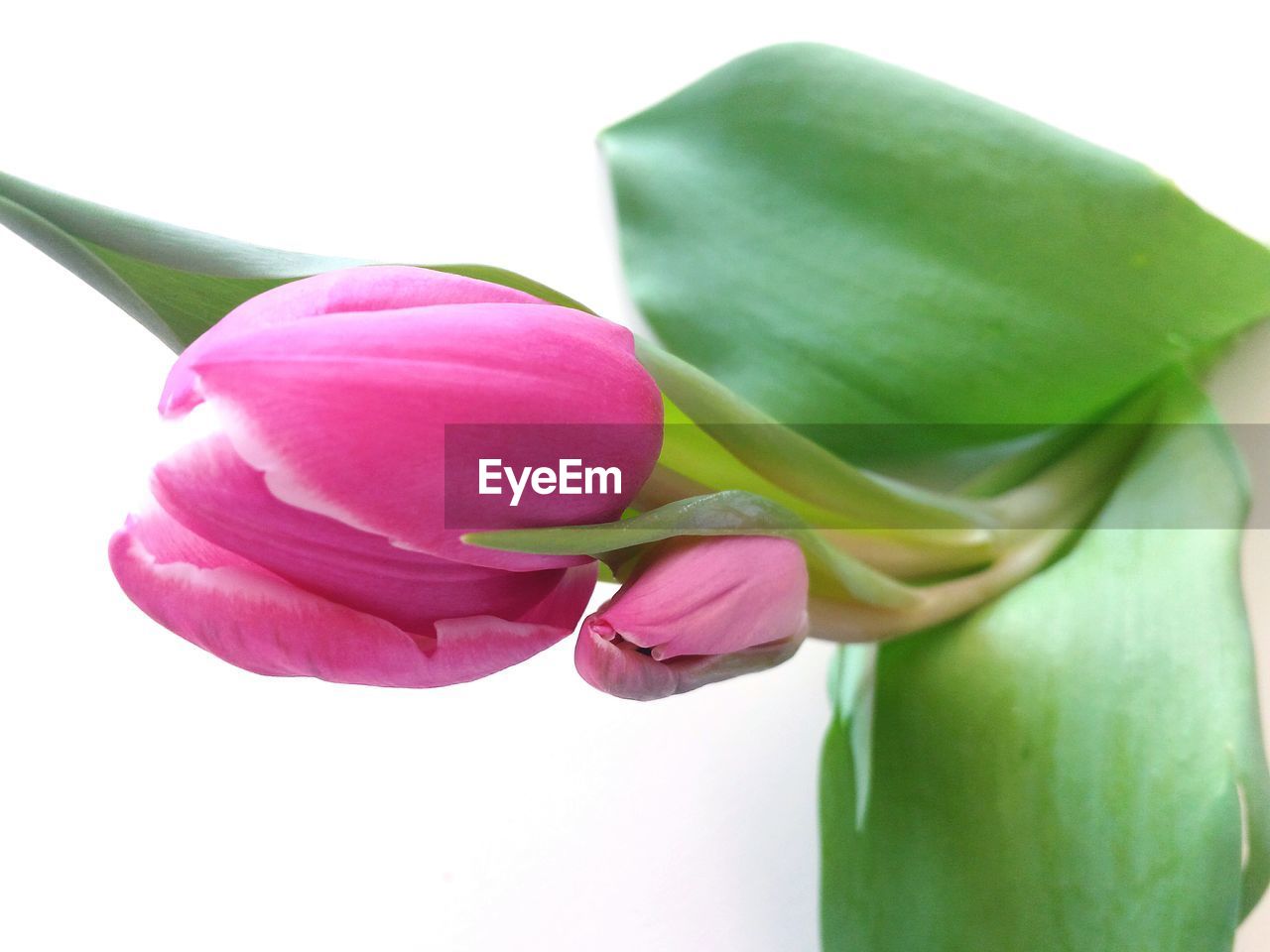 Close-up of  pink tulips over white background