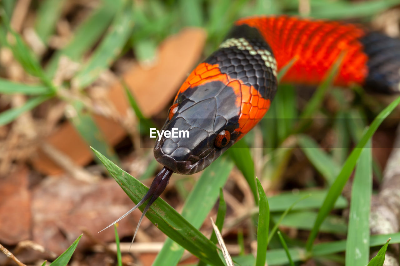 False coral snake oxyrhopus guibei