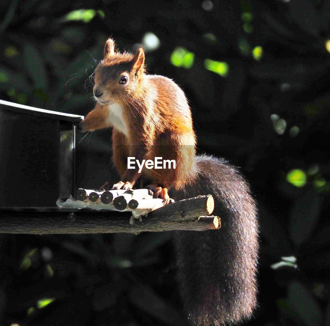 CLOSE-UP OF SQUIRREL