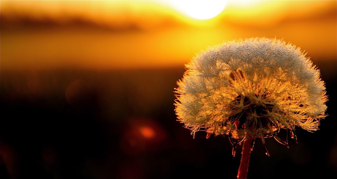 Close-up of wet dandelion on field against orange sky