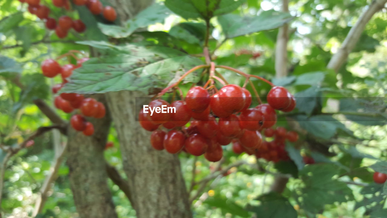 RED BERRIES GROWING ON TREE