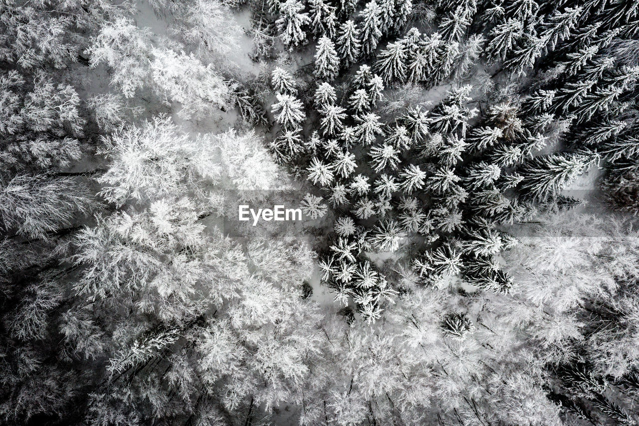 Full frame shot of trees in forest during winter