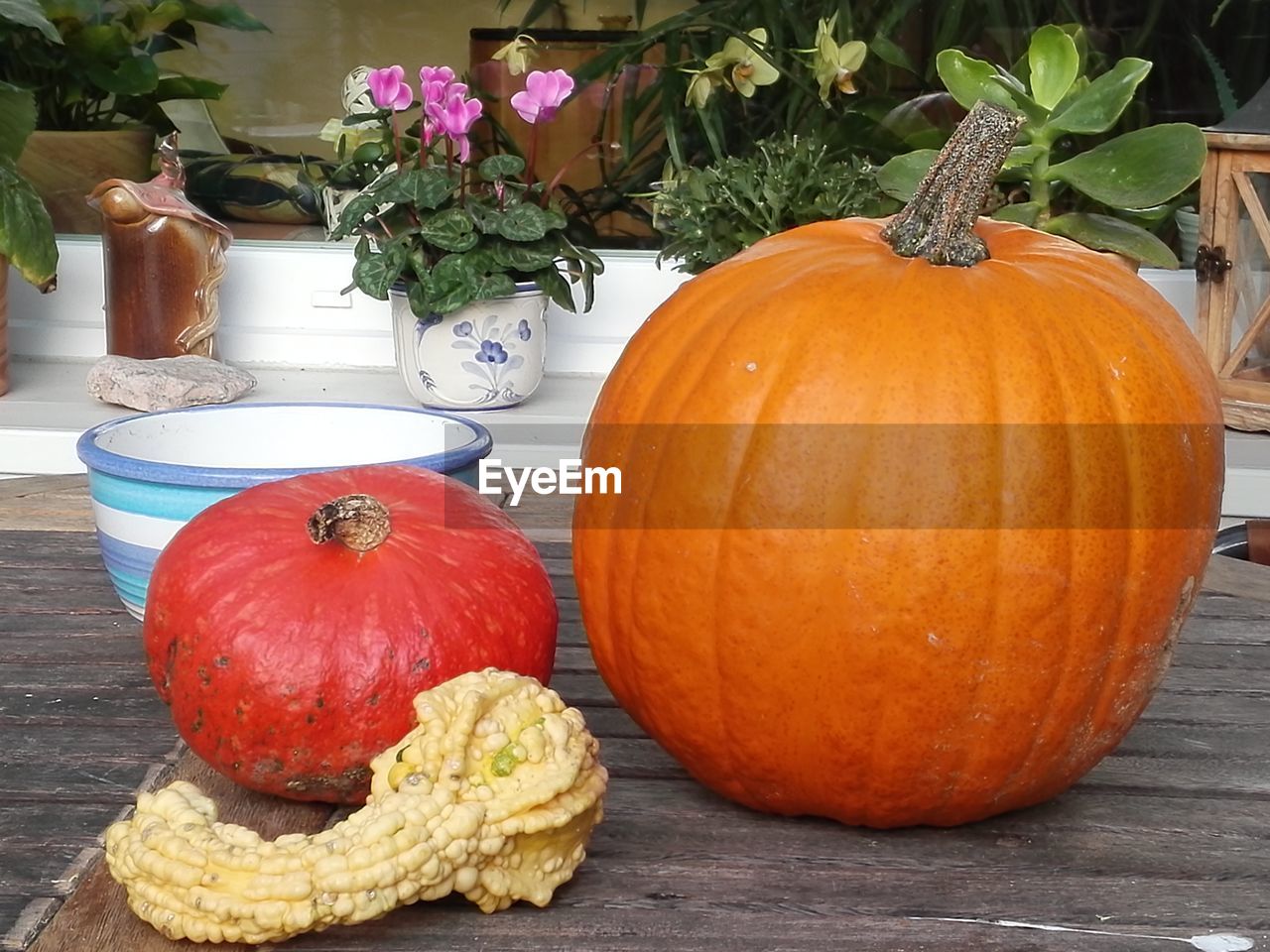 Close-up of pumpkins