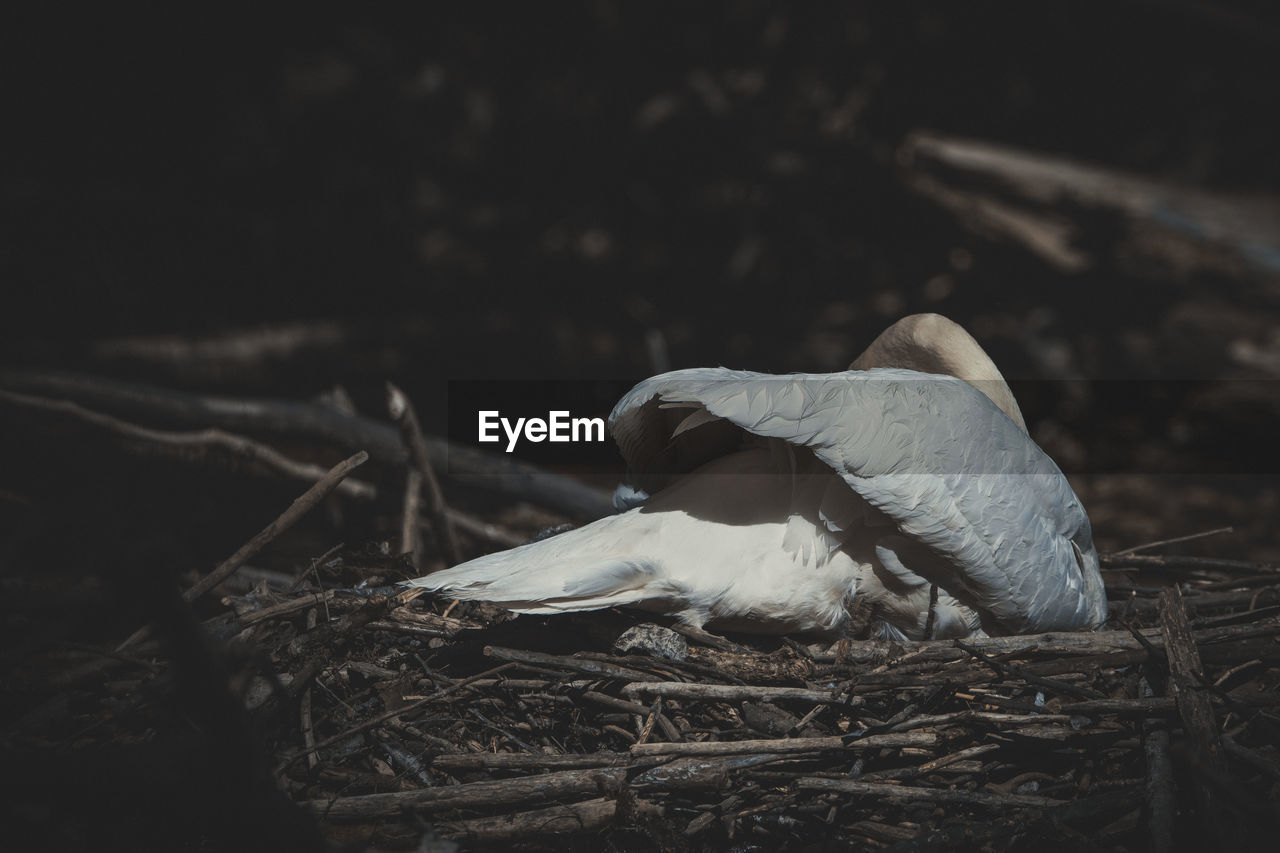 Close-up of bird in nest