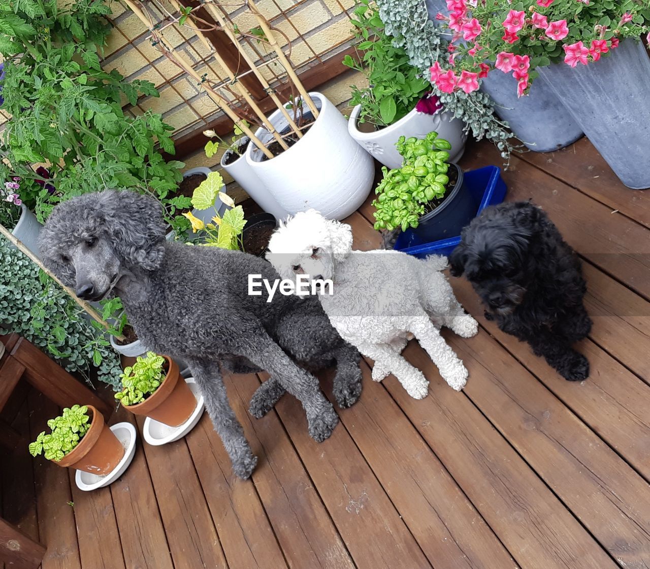 HIGH ANGLE VIEW OF DOG BY FLOWER POTS