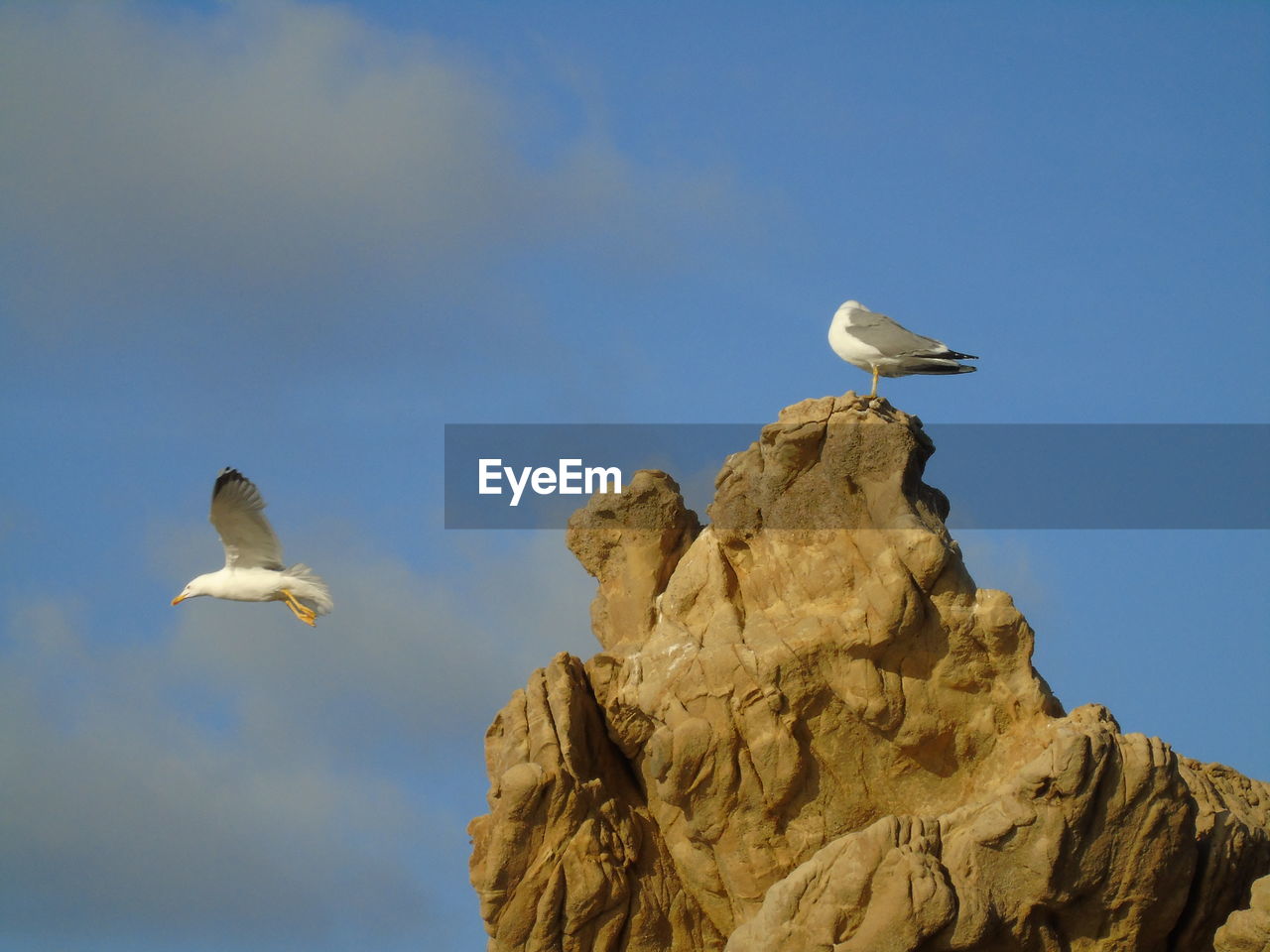 LOW ANGLE VIEW OF SEAGULLS FLYING IN SKY