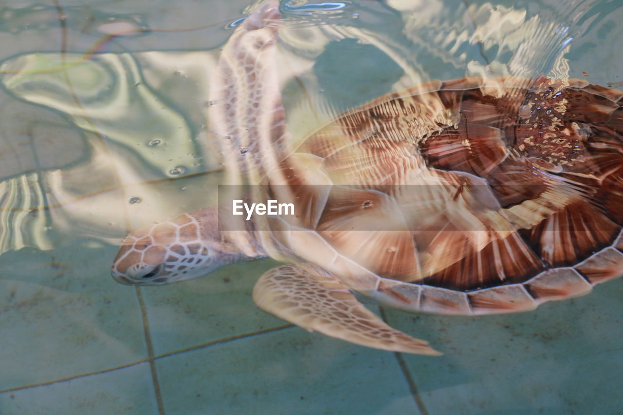 CLOSE-UP OF FISH UNDERWATER