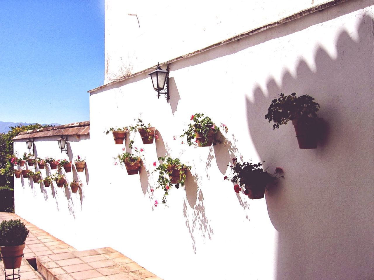 Potted plants mounted on house