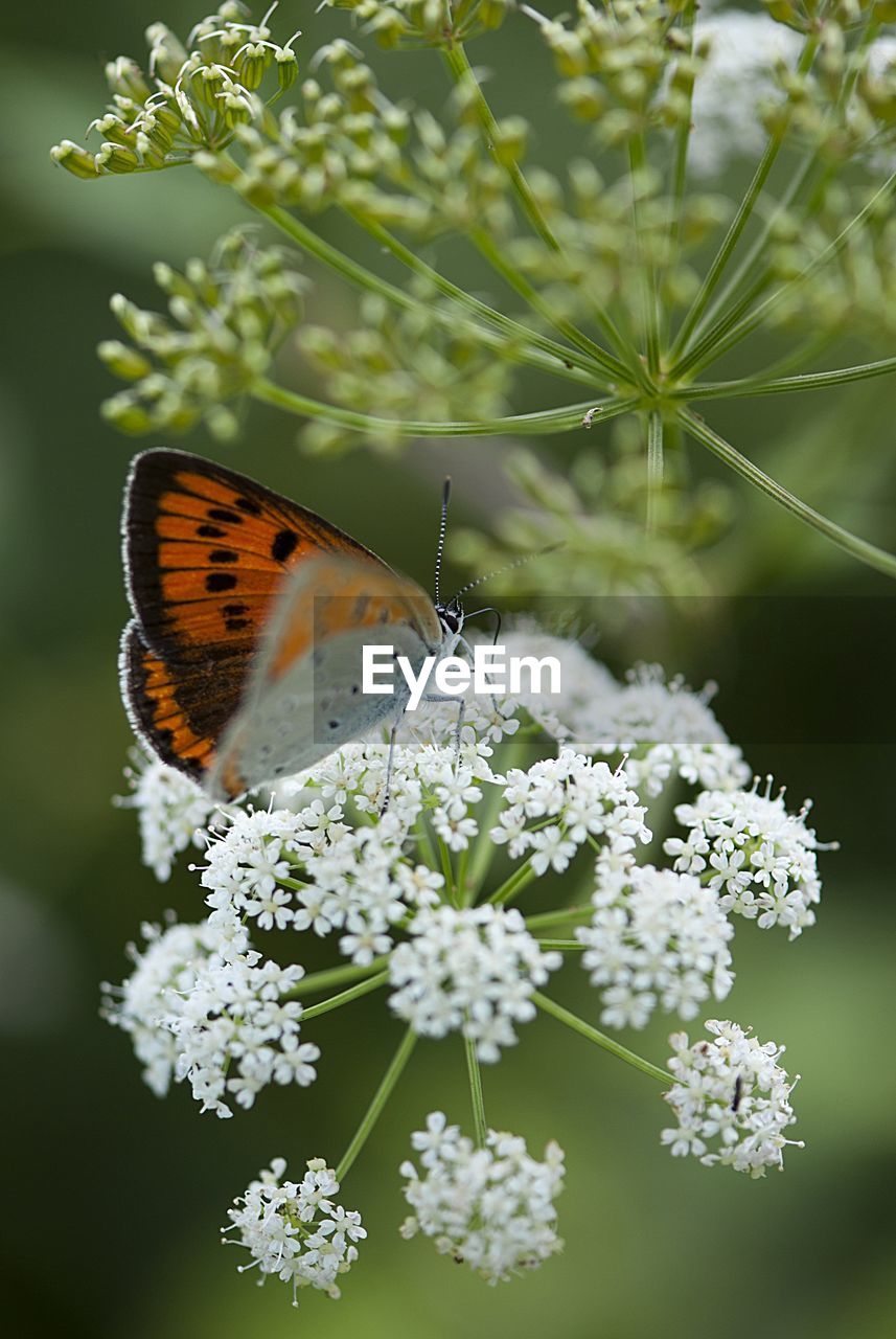 Close-up of butterfly perching on cow parsnip outdoors