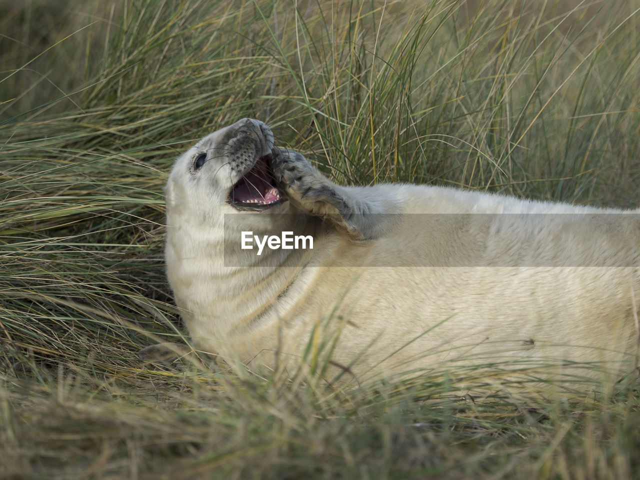 Close-up of grey seal on grassy field