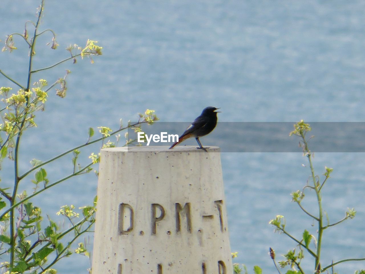 Low angle view of bird perching on column