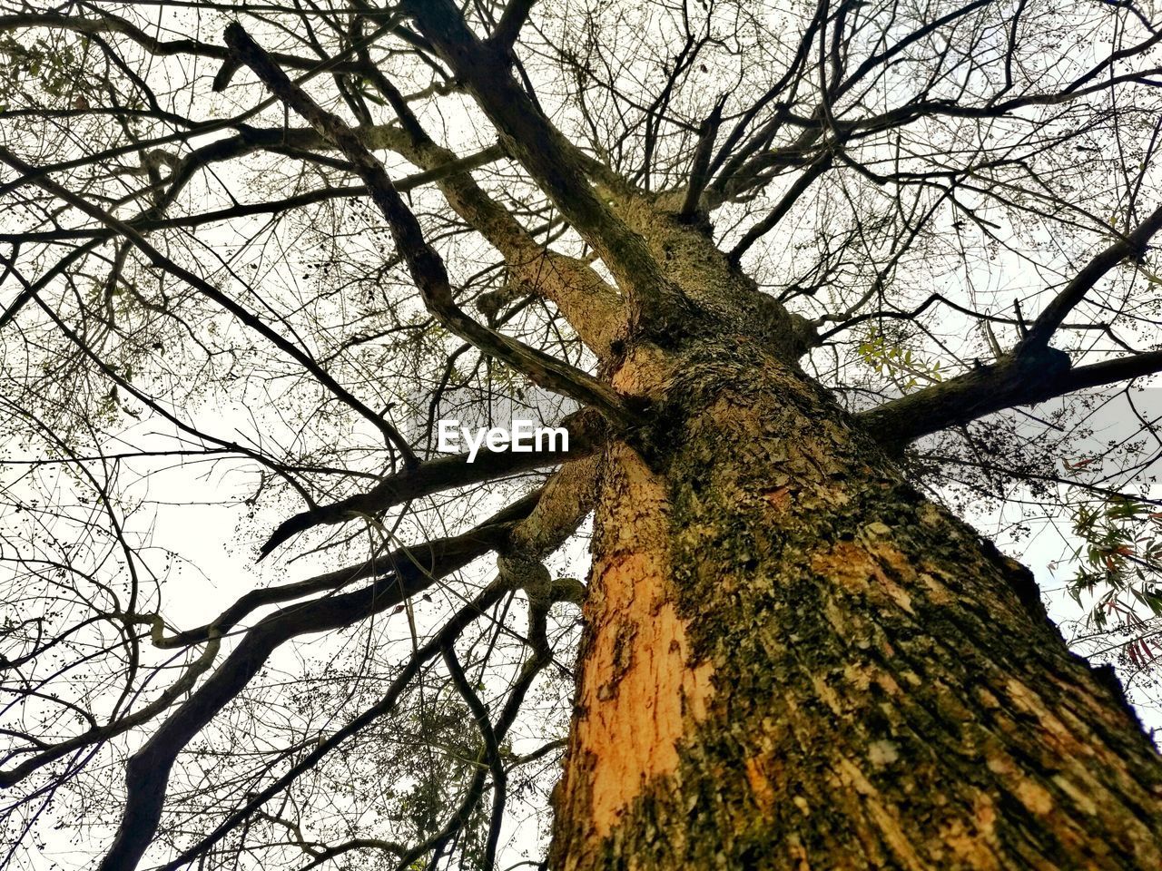 LOW ANGLE VIEW OF TREE