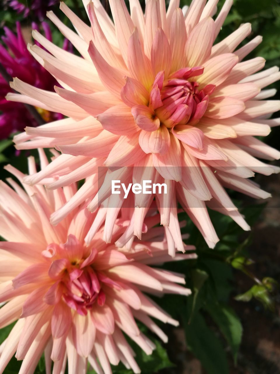 CLOSE-UP OF PINK DAHLIA BLOOMING