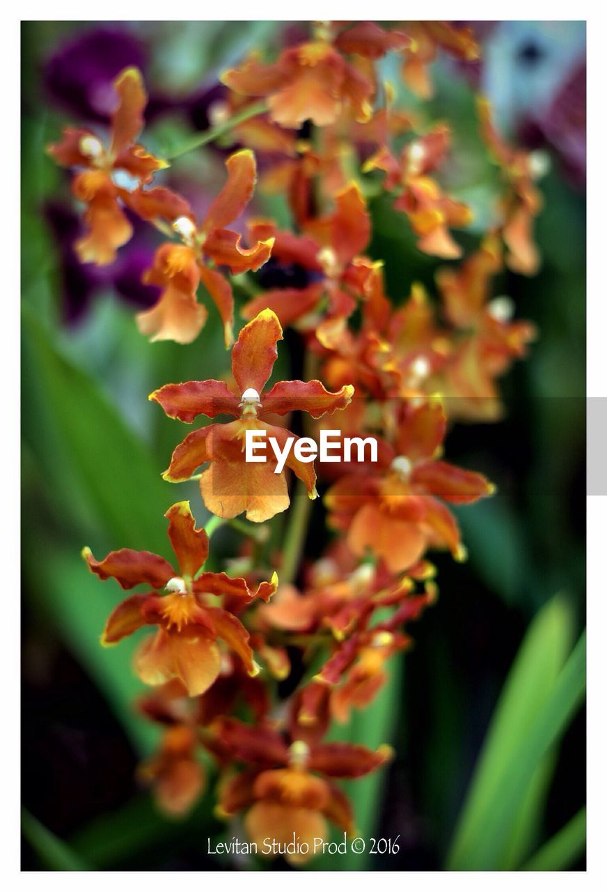 CLOSE-UP OF FLOWERS BLOOMING