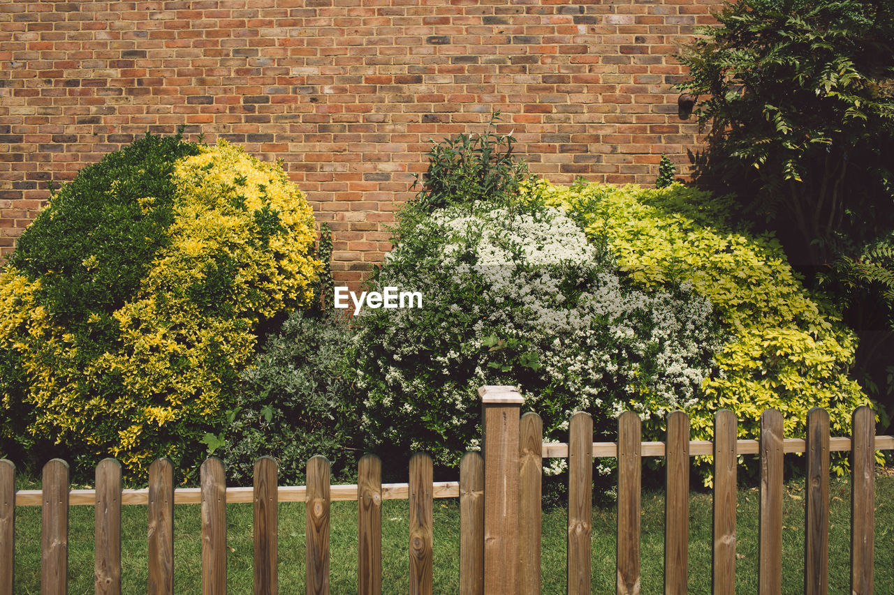 Flowering plants in yard