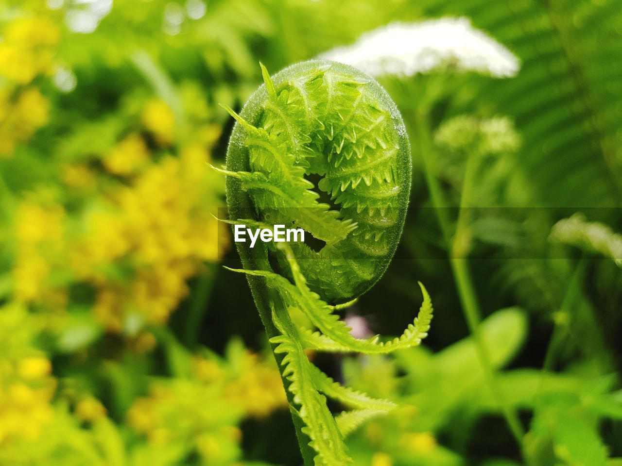 Close-up of fern leaf