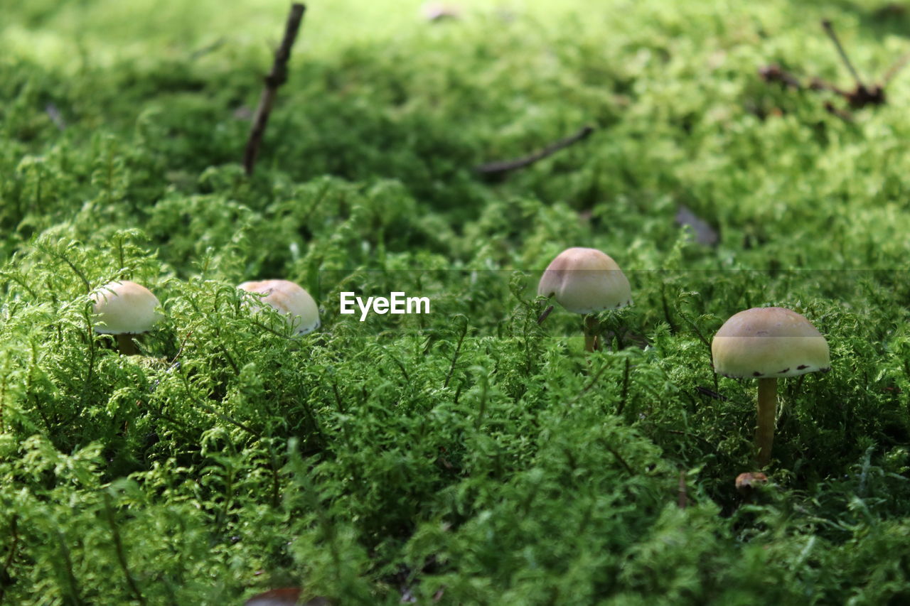 close-up of mushrooms growing in forest