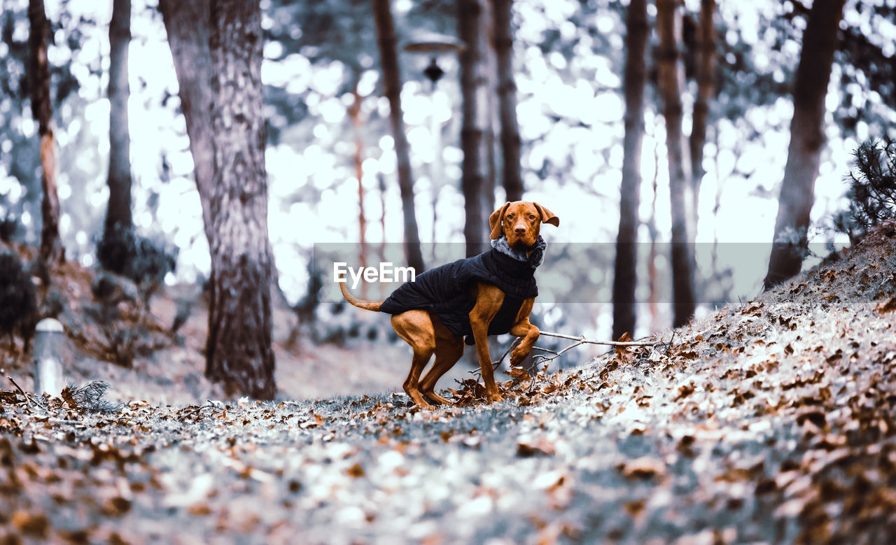 Dog in a forest