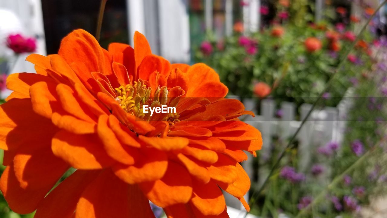 Close-up of orange marigold flower